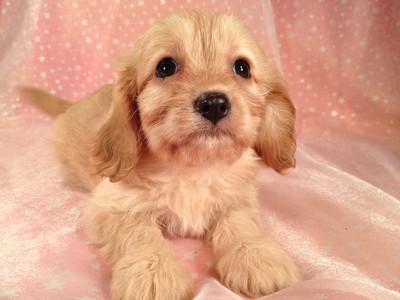 Private Cavachon Breeder Located in North Iowa- Cavachons for sale